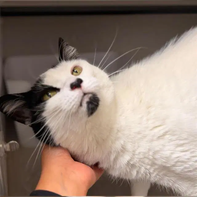 Bailey - Domestic Short Hair