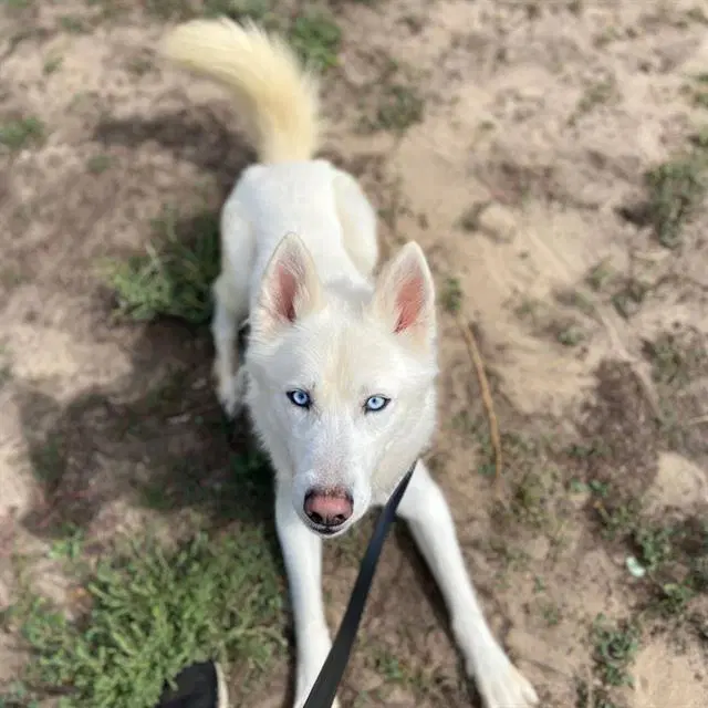 Oso - Siberian Husky