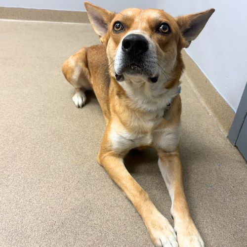 IGOR, a dog for adoption from Aurora Animal Care