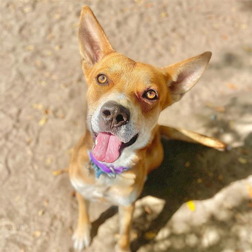 Igor, Carolina Dog / Mixed (medium coat)