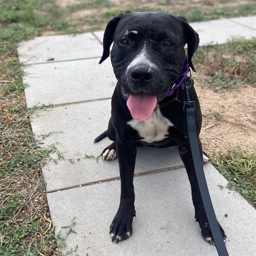 FLAPJACK, a dog for adoption from Aurora Animal Care