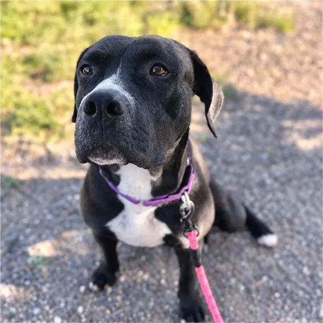 Flapjack - American Pit Bull Terrier