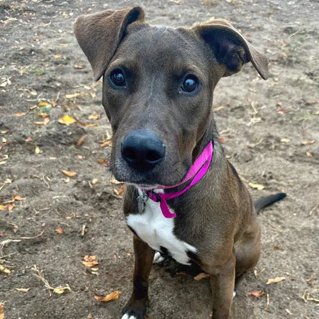 Korra - American Pit Bull Terrier