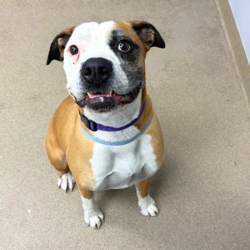 BEAR, a dog for adoption from Aurora Animal Care