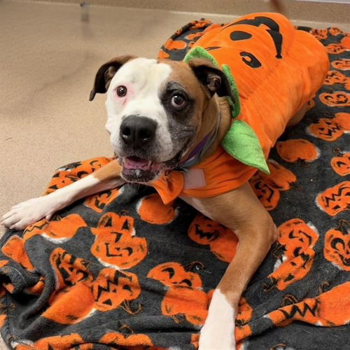 Bear, American Bulldog (medium coat)