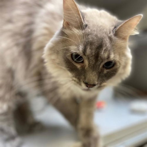 PONYO, a cat for adoption from Aurora Animal Care