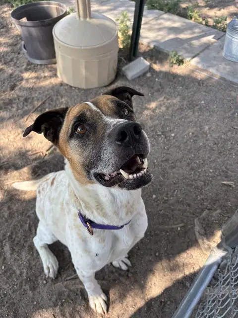 Penny - Australian Cattle Dog/Blue Heeler