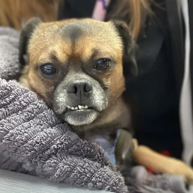 Tommen - Pug