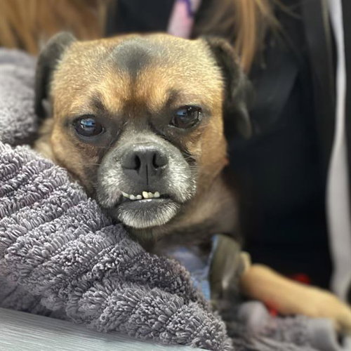 TOMMEN, a dog for adoption from Aurora Animal Care