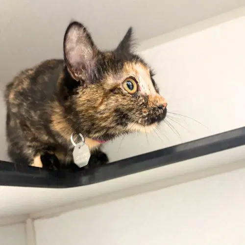 Blair - Domestic Short Hair