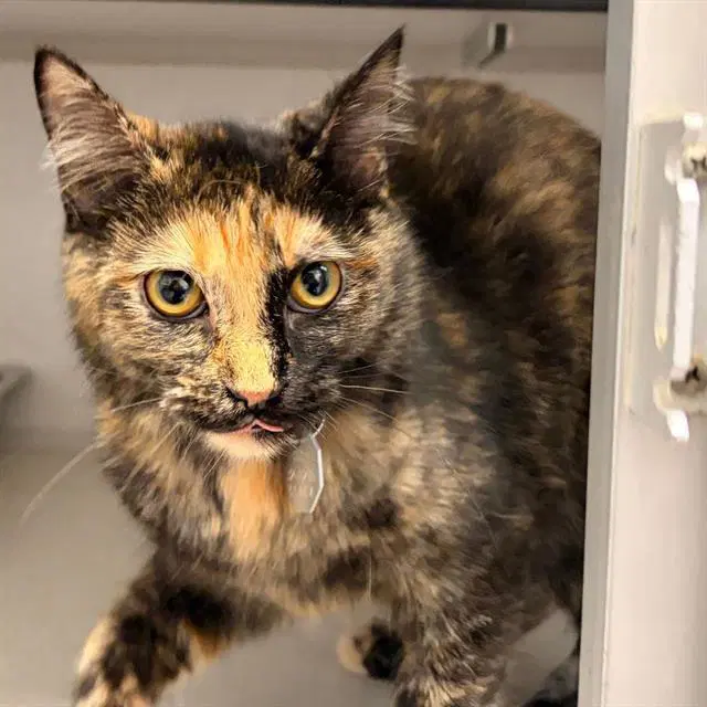 Blair - Domestic Short Hair