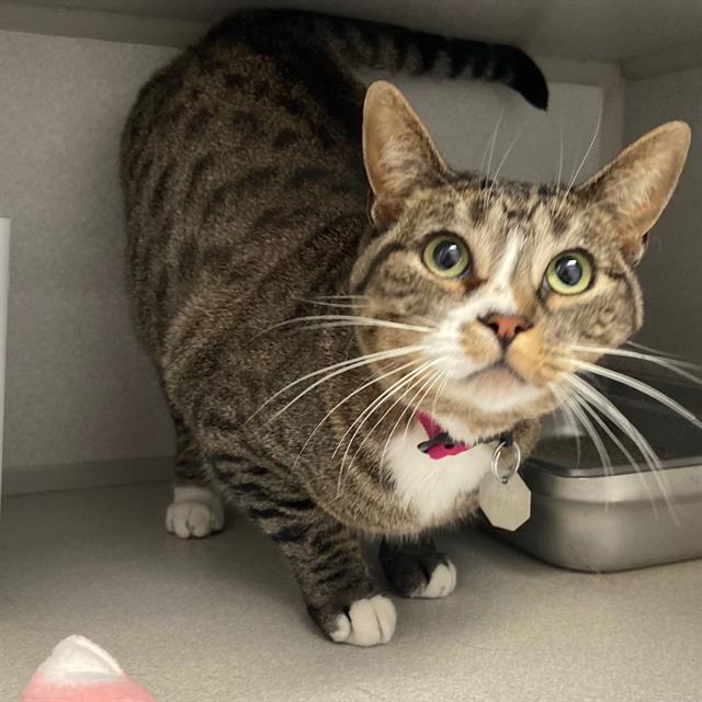 Nina, Domestic Short Hair