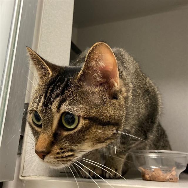 Buffy, Domestic Short Hair