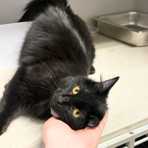 Abby, Domestic Medium Hair