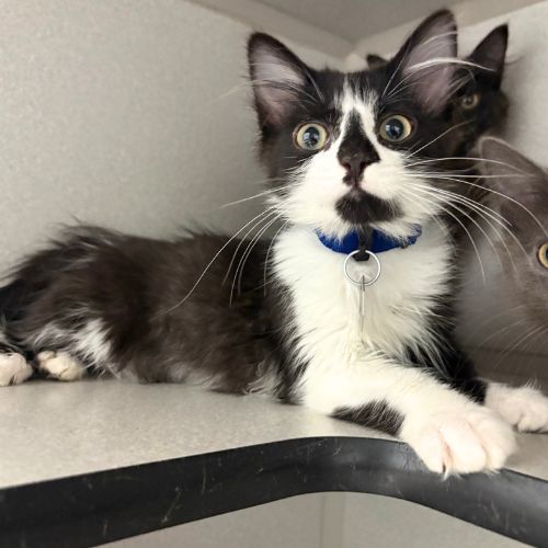 Sylvester, Domestic Medium Hair
