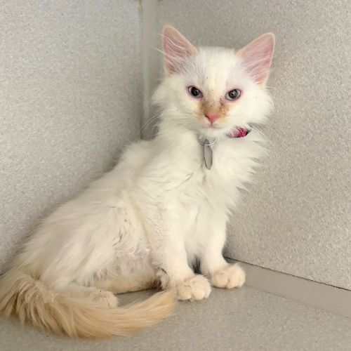 White Diamond, Domestic Medium Hair
