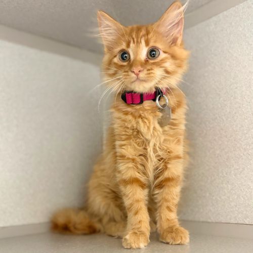 Thing 2, Domestic Medium Hair