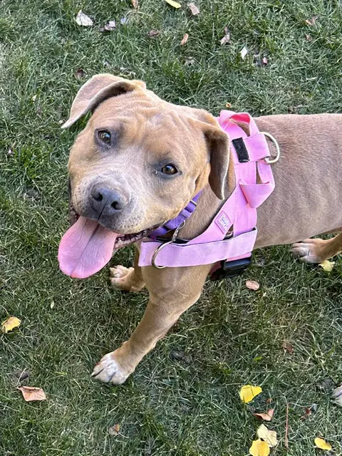 Pancake - American Staffordshire Terrier