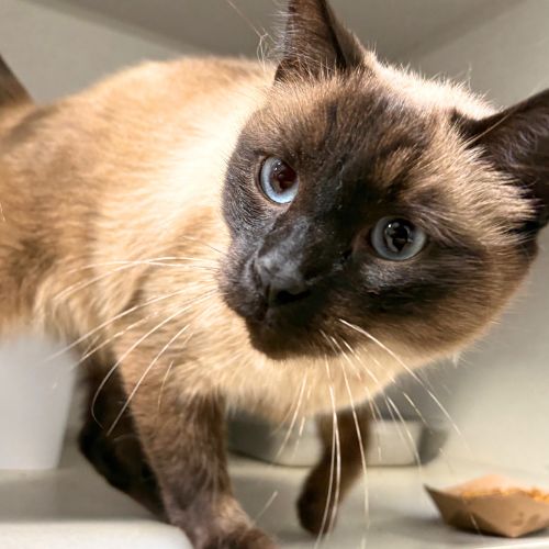 BURTON, a cat for adoption from Aurora Animal Care