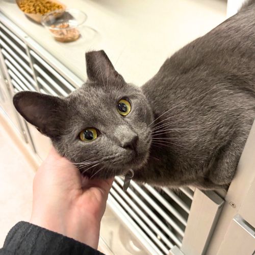 GOMEZ, a cat for adoption from Aurora Animal Care