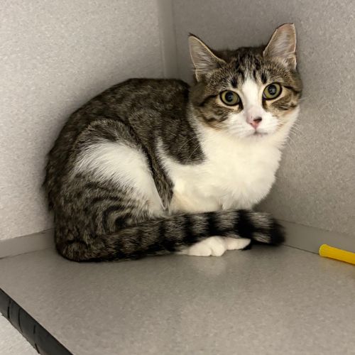 SCOUT - BARN, a cat for adoption from Aurora Animal Care