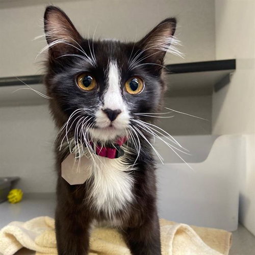EZRA, a cat for adoption from Aurora Animal Care