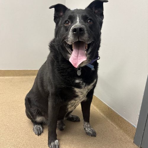 SOX, a dog for adoption from Aurora Animal Care