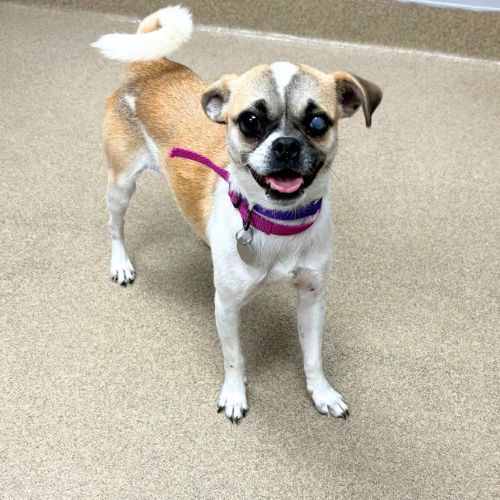 CHICKY, a dog for adoption from Aurora Animal Care