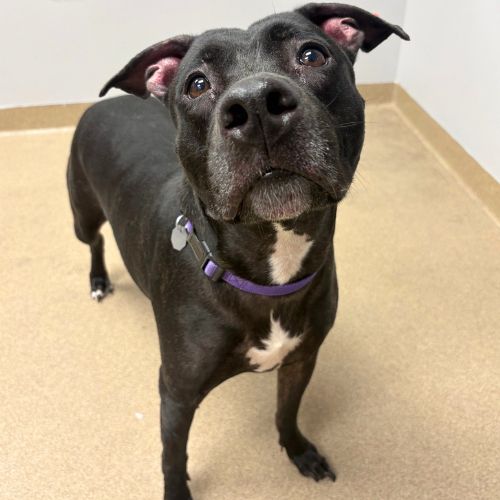 ATHENA, a dog for adoption from Aurora Animal Care
