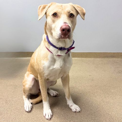 TAMORA, a dog for adoption from Aurora Animal Care