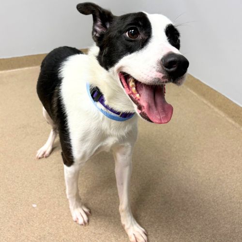 POGO, a dog for adoption from Aurora Animal Care