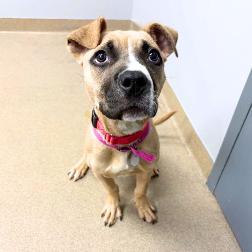 CINNAMON, a dog for adoption from Aurora Animal Care