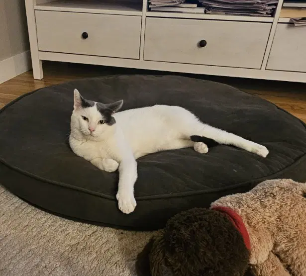 Smudge - Domestic Short Hair