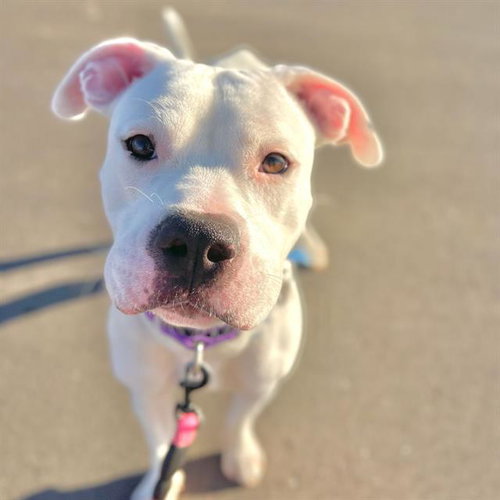 JASON, a dog for adoption from Aurora Animal Care