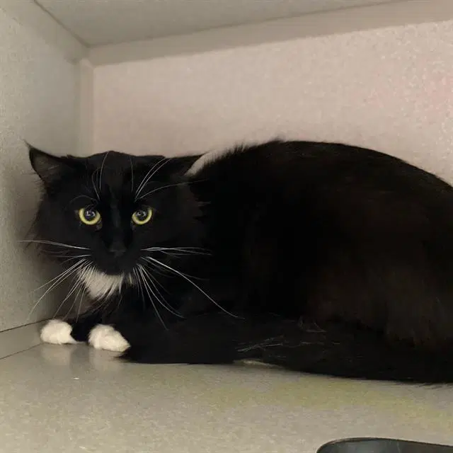 Booker - Domestic Long Hair