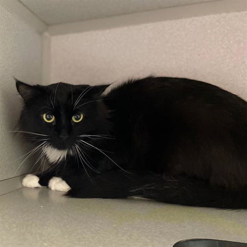 BOOKER, a cat for adoption from Aurora Animal Care