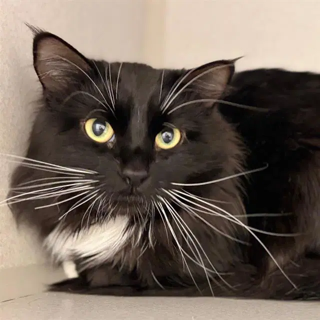 Booker - Domestic Long Hair