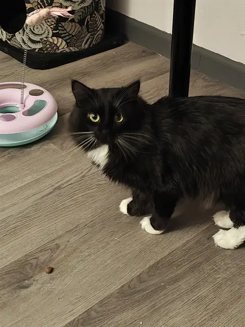 Booker - Domestic Long Hair