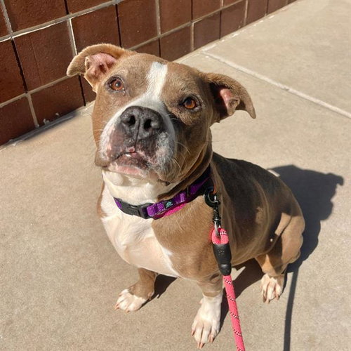 STELLA, a dog for adoption from Aurora Animal Care