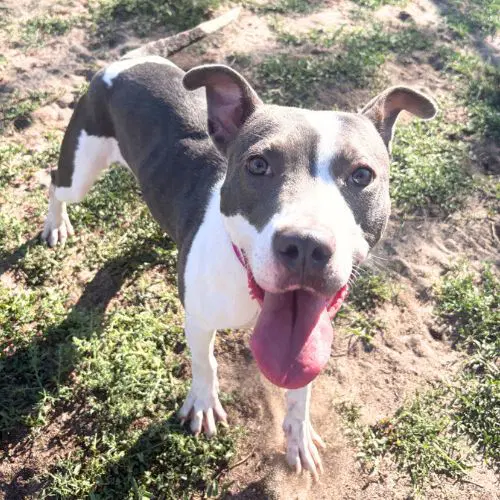 Kelly - Pit Bull Terrier