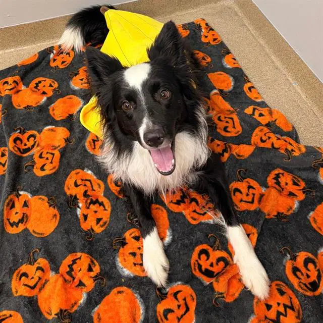 Brixby - Border Collie
