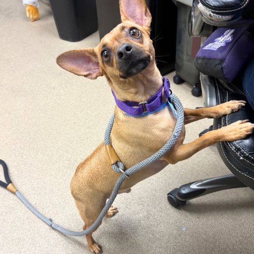 RICO, a dog for adoption from Aurora Animal Care