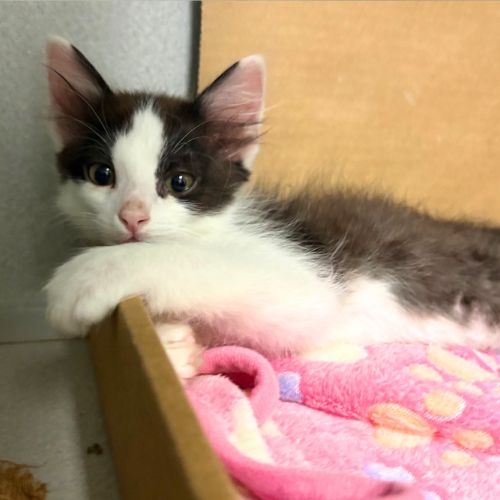 BONES, a cat for adoption from Aurora Animal Care
