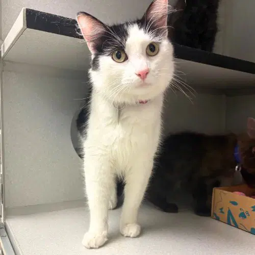 Ghost - Domestic Medium Hair