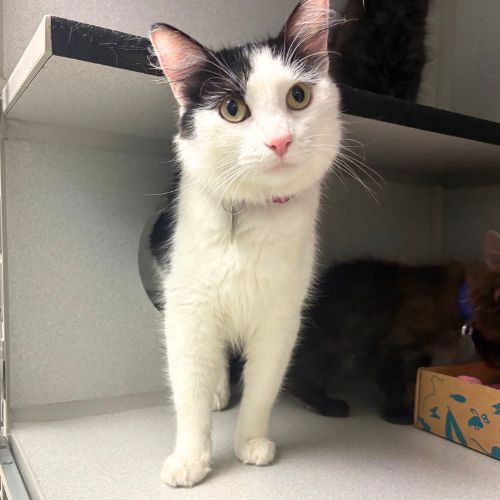 GHOST, a cat for adoption from Aurora Animal Care