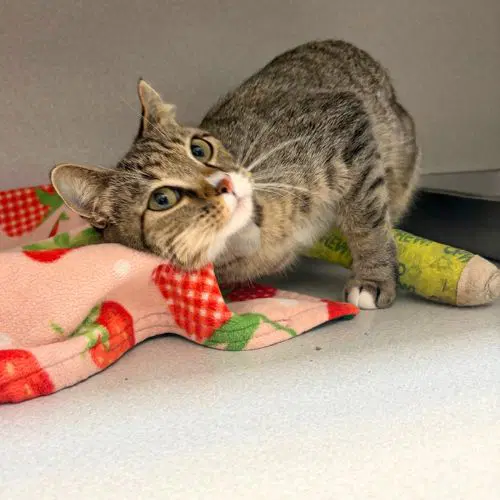 Maxine - Domestic Short Hair