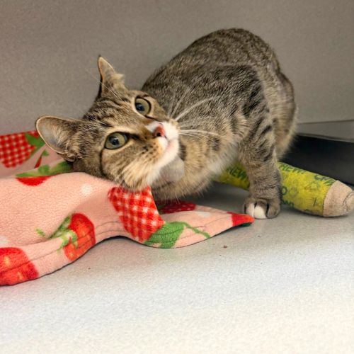 MAXINE, a cat for adoption from Aurora Animal Care