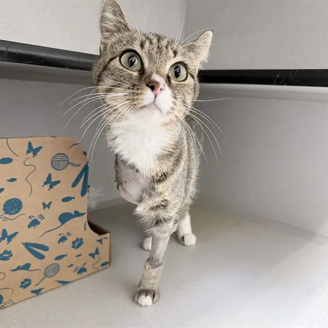 Maxine - Domestic Short Hair