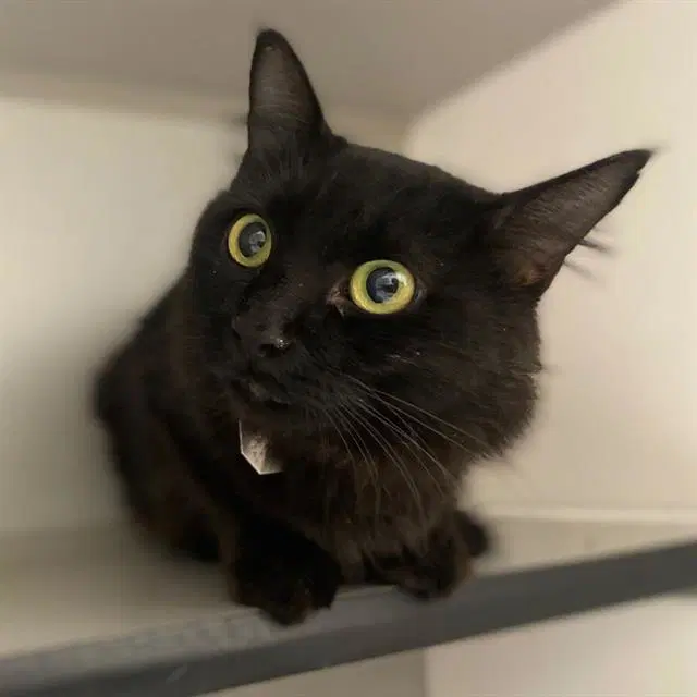 Hocus - Domestic Medium Hair