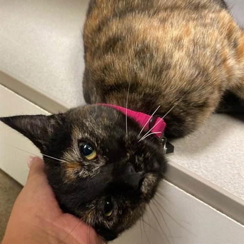 CINNAMON TOAST CRUNCH, a cat for adoption from Aurora Animal Care